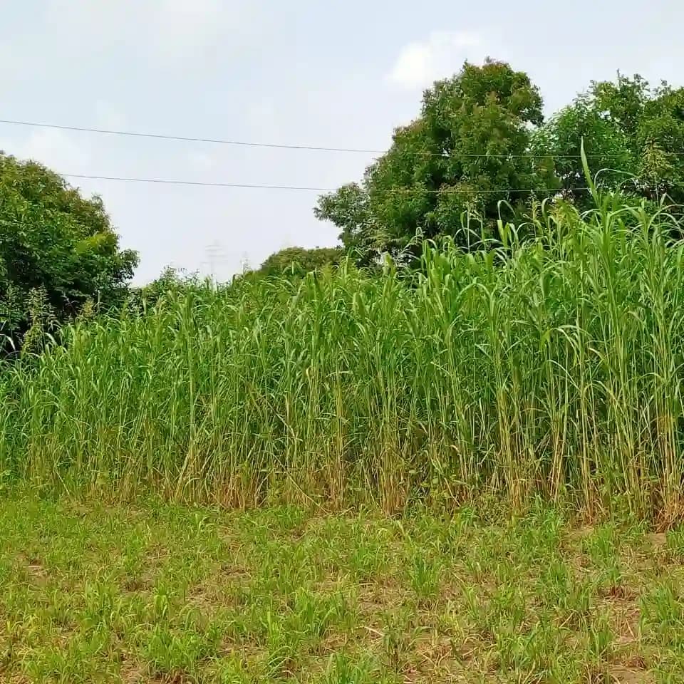 Dhyanarsh CSV33MF Sorghum Seeds, Fodder Seeds, Multi-Cut, Fast Growth Variety - Image 3