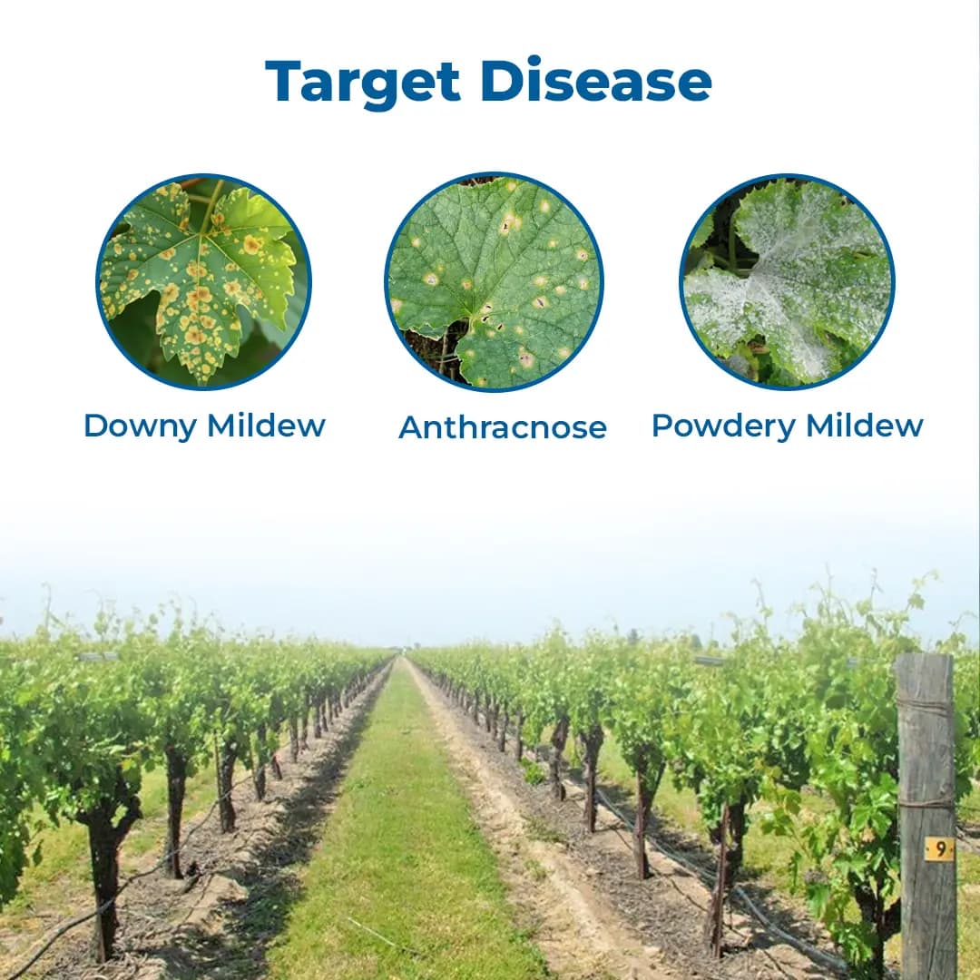 UPL Cuprofix Copper Sulphate 47.15% + Mancozeb 30% WDG, Fungicide For Grapes - Image 3