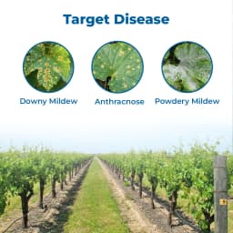 UPL Cuprofix Copper Sulphate 47.15% + Mancozeb 30% WDG, Fungicide For Grapes 3