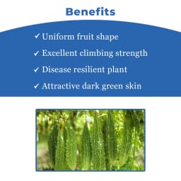 जिवित हाइब्रिड एफ1 जेएस 7748 करेले के बीज। तीव्र बत्ती की बूंद जैसे फल, गहरे हरे रंग के साथ 4