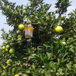 Barrix Catch Fruit Fly Trap Set , Pheromones Trap and Lure, Can Be Used For Fruit And Commercial Crops, Bactrocera dorsalis. 7