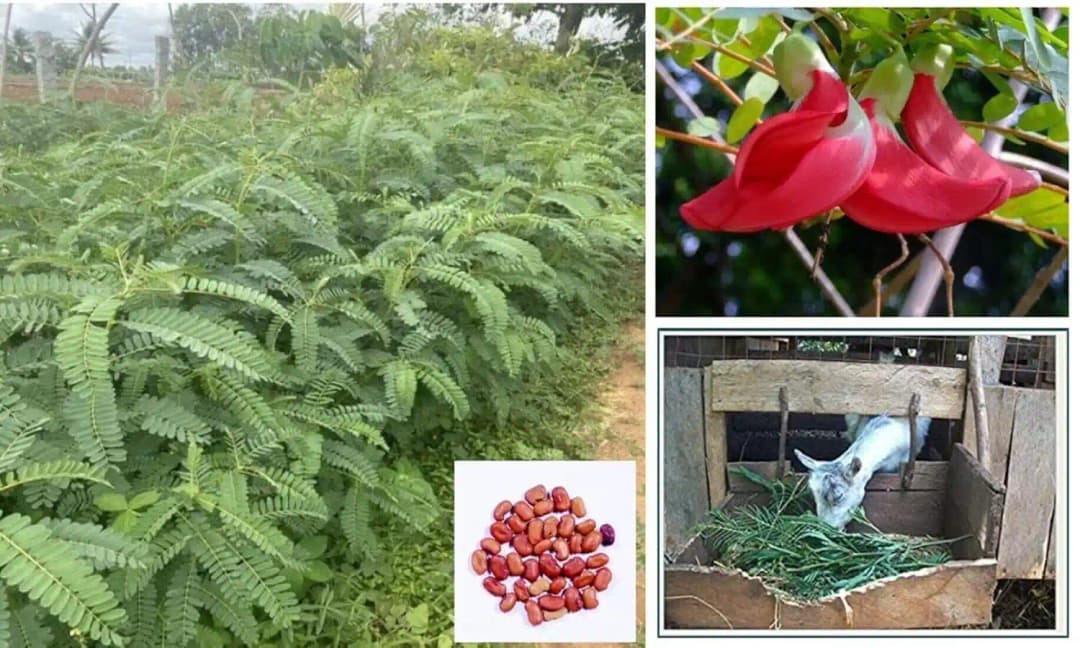 SRI SAI FORESTRY - Sesbania Grandiflora (Agati) Fodder Seeds , Humming bird Tree Seeds, Livestock Food Seeds - Image 6