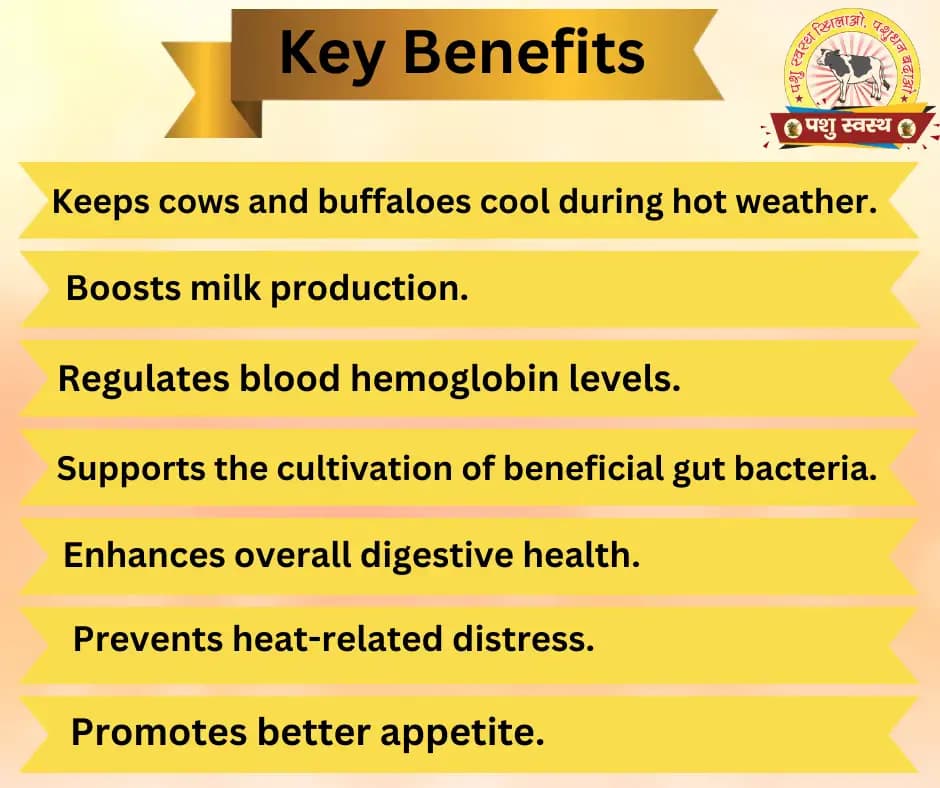 PASHU SVASTH KORI KHAND, Herbal Cooling Booster For Cattle And Buffaloes, Designed To Cool Cattle During Hot Weather, Increase Milk Production - Image 3