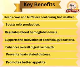PASHU SVASTH KORI KHAND, Herbal Cooling Booster For Cattle And Buffaloes, Designed To Cool Cattle During Hot Weather, Increase Milk Production 3