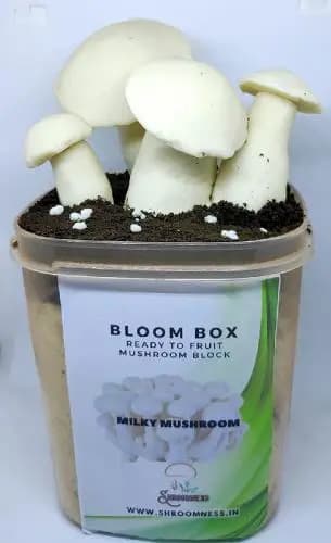 Milky Mushroom Ready to Fruit Mushroom Block, RTF Bag, Best For Kitchen, Home And Garden Environment. - Image 1