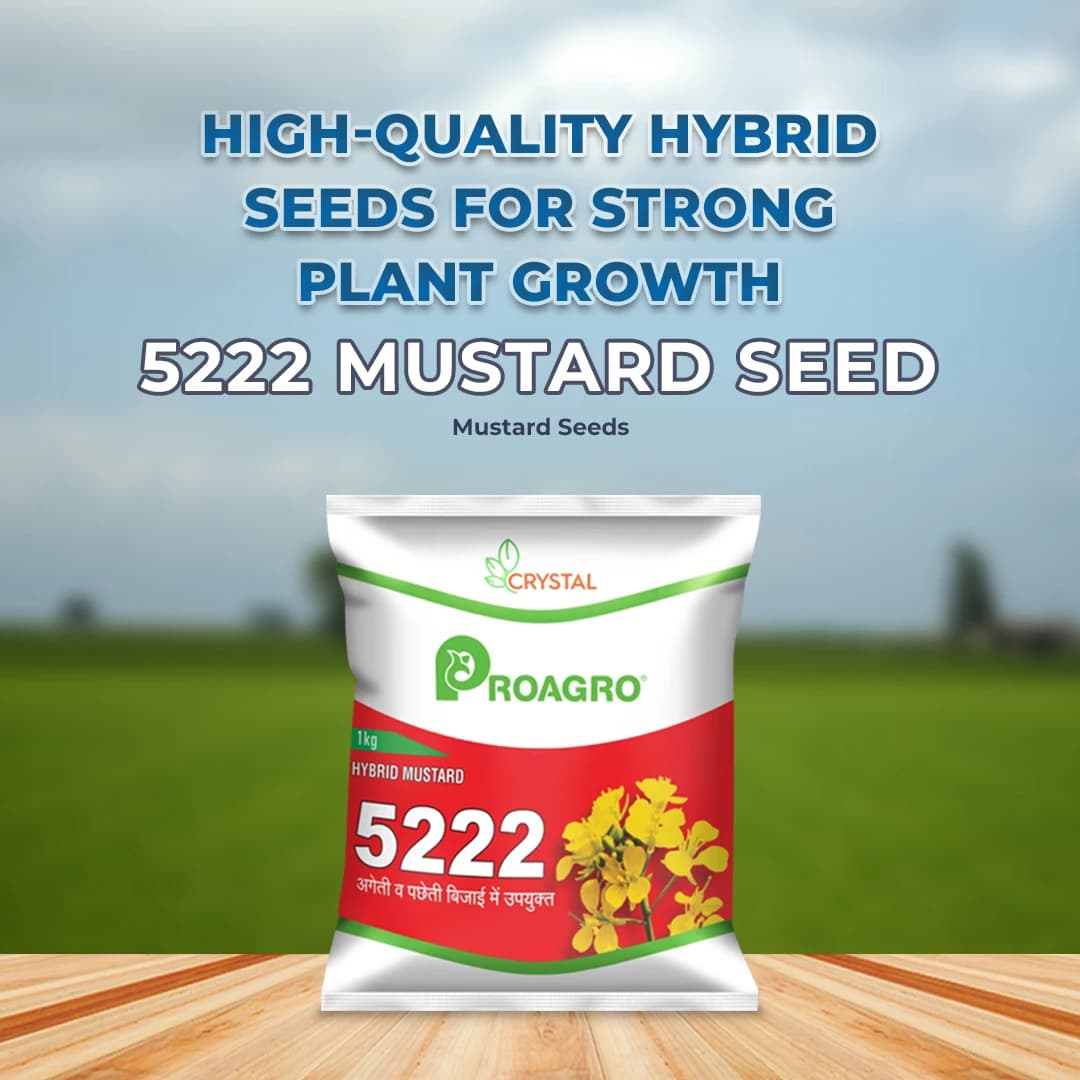 Crystal Hybrid Mustard Seeds 5222 - Long Duration Seeds Variety, Sarso Ke Beej - Image 2