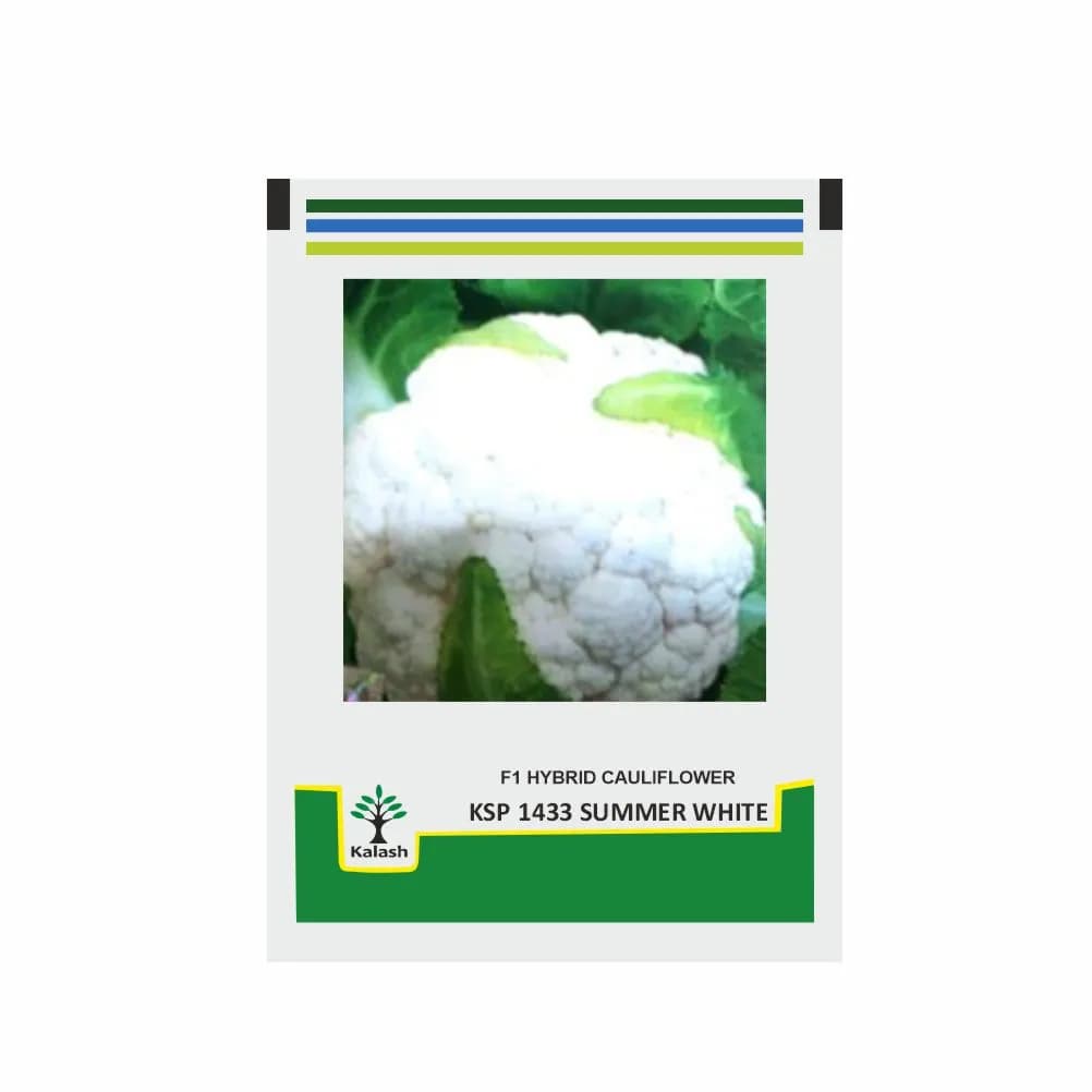 Kalash Cauliflower Seeds KSP 1433 Summer White, Round Dome Curd Shape - Image 1