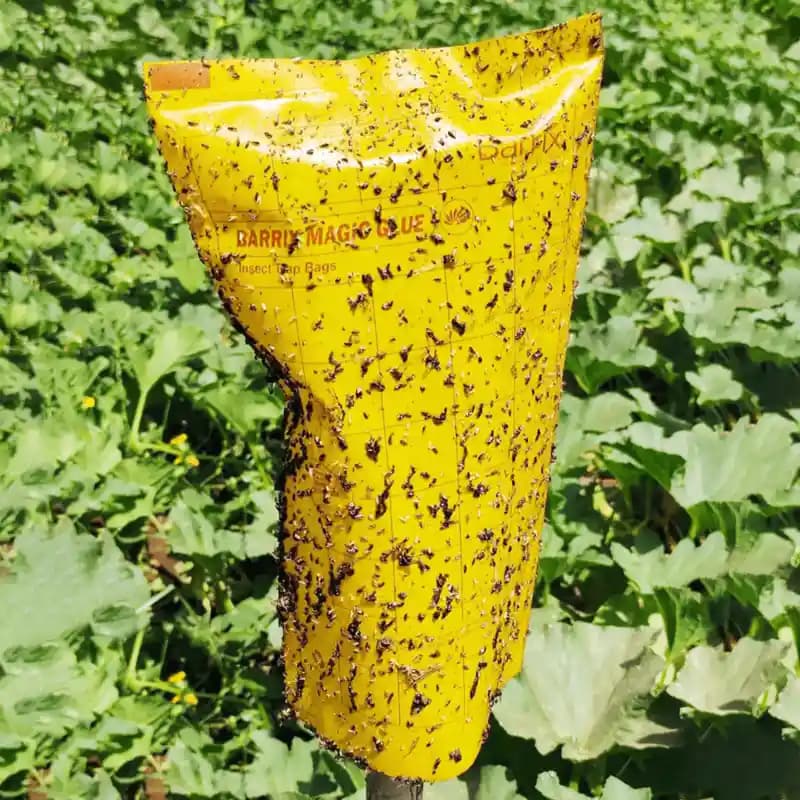Barrix Magic Glue Insect Trap Bag, Insect Monitoring Purpose, Smart And Sustainable Pest Control (With 30 Yellow Sheet & 10 Blue Sheet + 300ml Glue) - Image 5