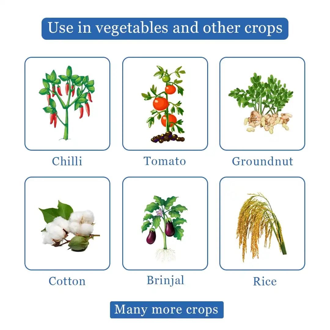 Multiplex Raise - Chlorantraniliprole 18.5% SC, Systemic and Contact Insecticide - Image 4