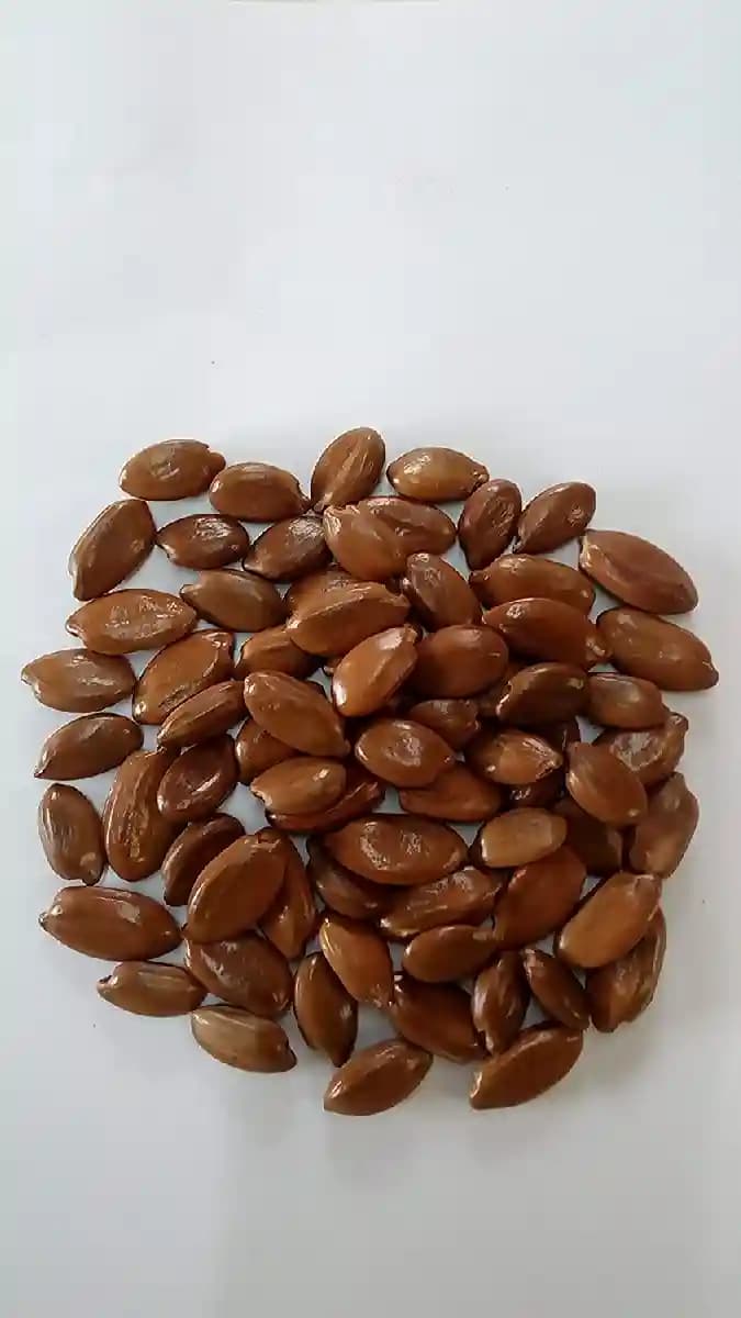 Mimusops Elengi (Mahizham) Tree Seed enhance the beauty of garden, landscapes, commercial crops
