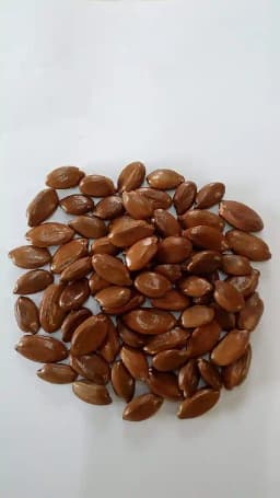 Mimusops Elengi (Mahizham) Tree Seed enhance the beauty of garden, landscapes, commercial crops 1