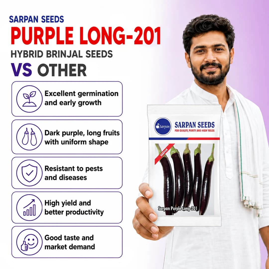 Sarpan Purple Long-201 Brinjal Seeds - (Baingan Seeds) Excellent Germination, Low Seeded, Fruit Is Dark Purple - Image 3