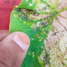 Funnel Trap with Spodo O Lure (Spodoptera Litura Pheromone) For Tobacco, Cotton, Red gram, Tomato and Chilli. 5