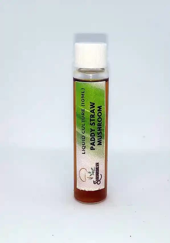 SporeKart Paddy Straw Mushroom Liquid Culture (10ml), 100% Clean Concentrated. - Image 2