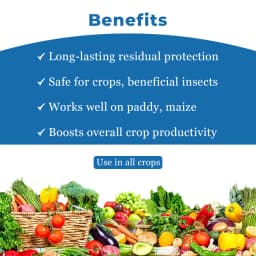 Coromandel Prachand Cyclaniliprole 10% DC Insecticide, Paddy Stemborer & Leaf Folder Control 4