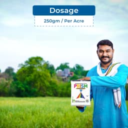 IIL Prism Thiophanate Methyl 70% WP Fungicide, Broad-Spectrum Systemic Fungicide with Protective and Curative Action 5