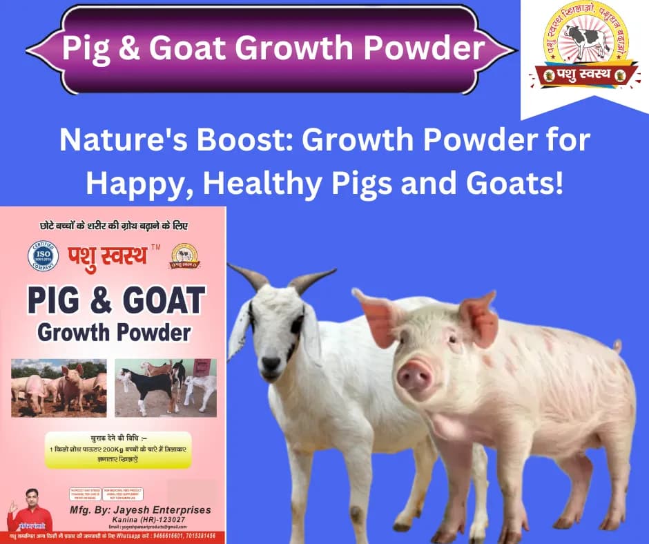PASHU SVASTH PIG & GOAT GROWTH POWDER, Boost Growth, Weight Gain And Immunity Natural Herbs For Animal - Image 6