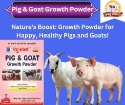 PASHU SVASTH PIG & GOAT GROWTH POWDER, Boost Growth, Weight Gain And Immunity Natural Herbs For Animal 6