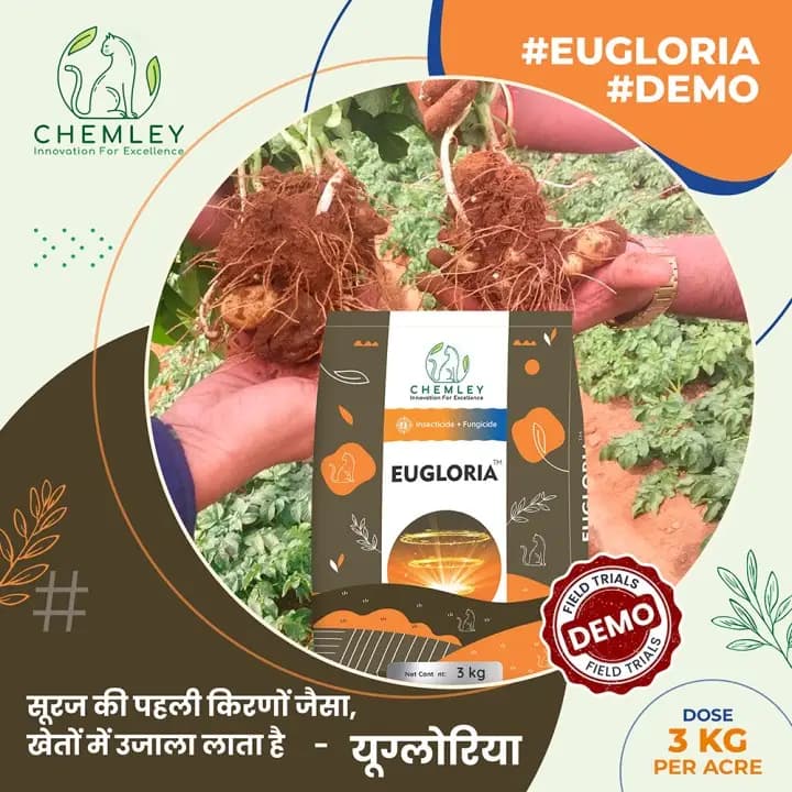 Chemley EUGLORIA Chlorantraniliprole 0.64% + Tebuconazole 3% + Clothianidin 1.92% GR Insecticide + Fungicide, Efficient For Pests And Disease Control - Image 5