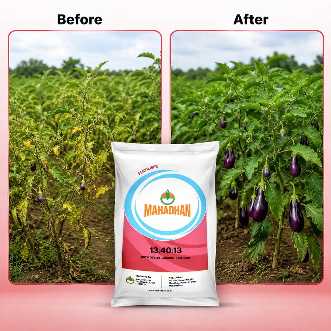 Mahadhan 13:40:13 - 100% Water Soluble Fertilizer - Image 7