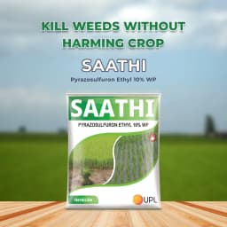 UPL Saathi Pyrazosulfuron Ethyl 10% WP Herbicide, Pre Emergence Systemic Weedicide Used in Paddy Crop to Control Grasses and Broad Leaf Weeds 2