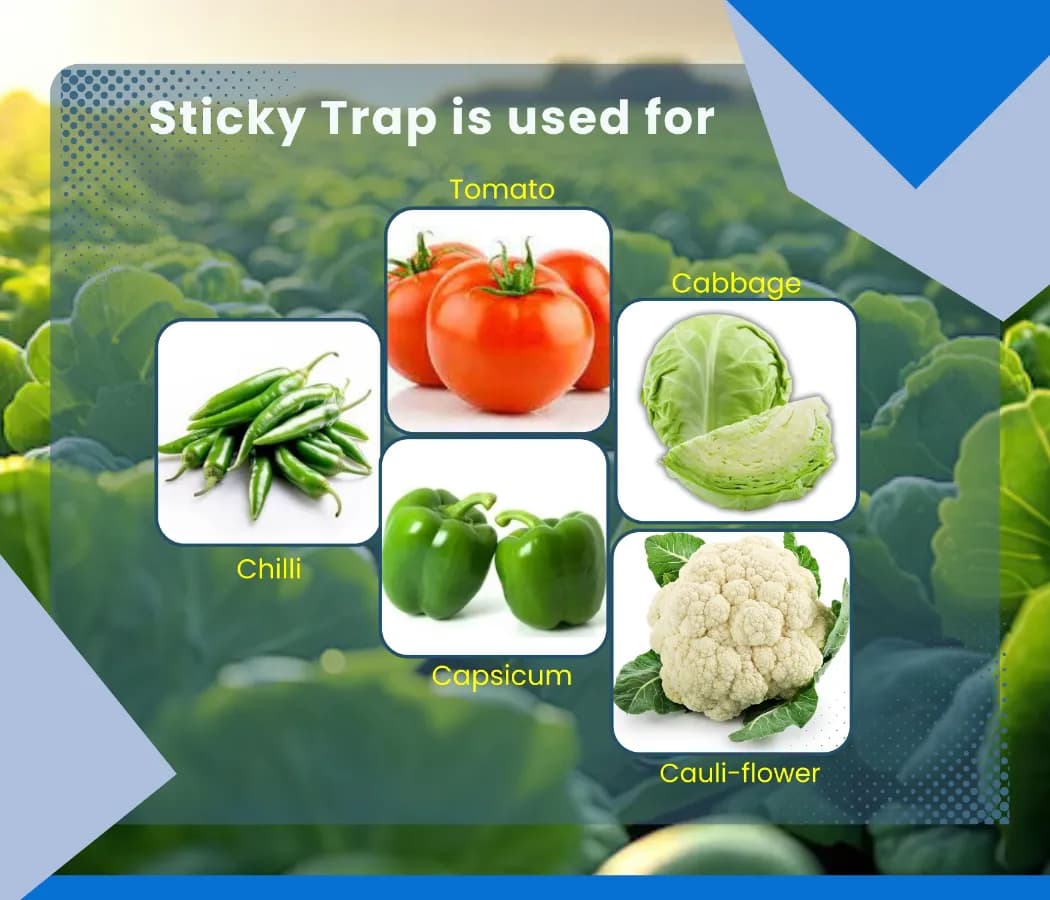 चिपकू - गम बैग, स्टिकी ट्रैप्स, DIY पैक, गम बोतल, येलो & ब्लू पॉलीबागस, कीटों को पकड़ने के लिए उपयोगी - Image 8