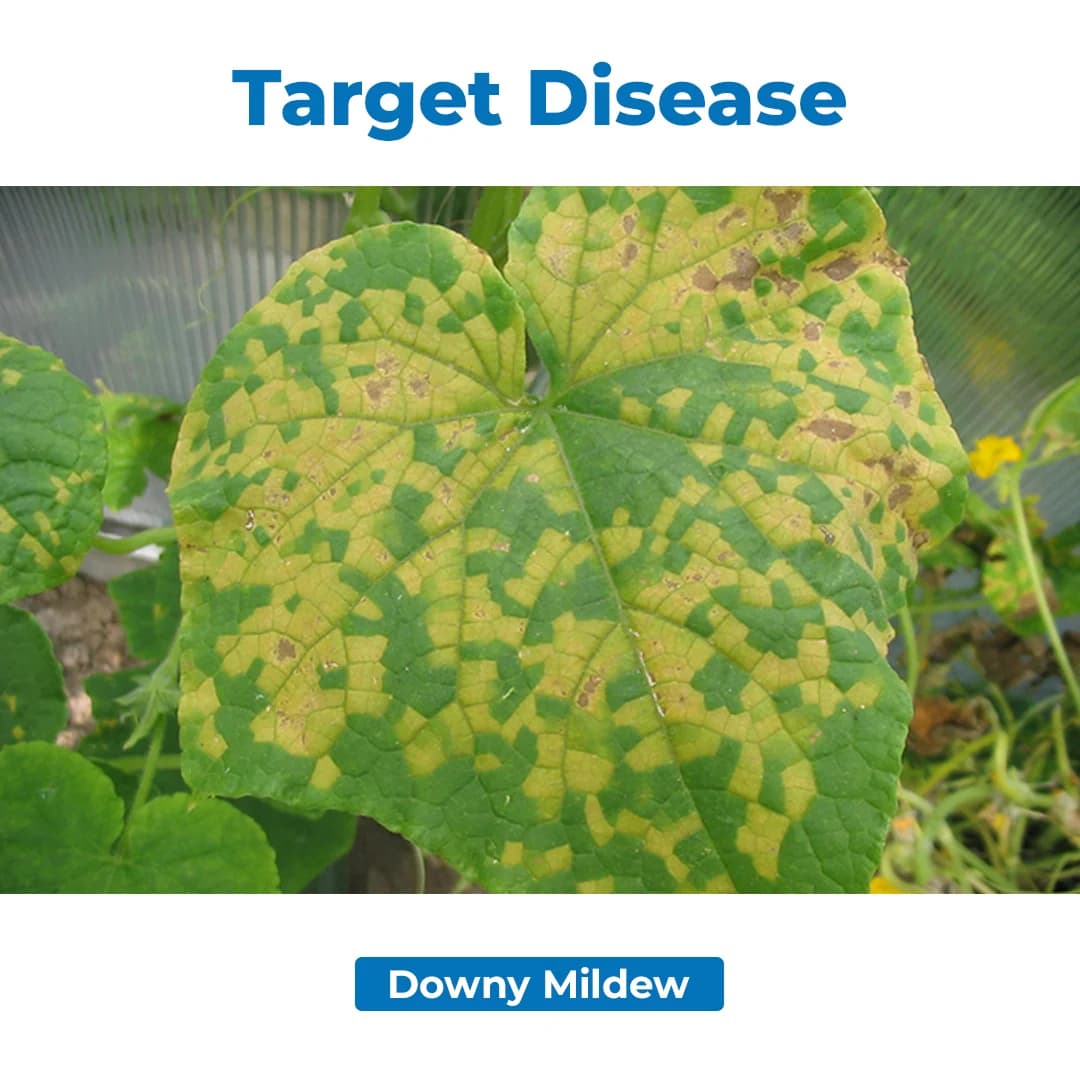 Agriventure Metaxy ( Metalaxyl 35% Ws ) Systemic Fungicide, Control Of Downy Mildew - Image 3