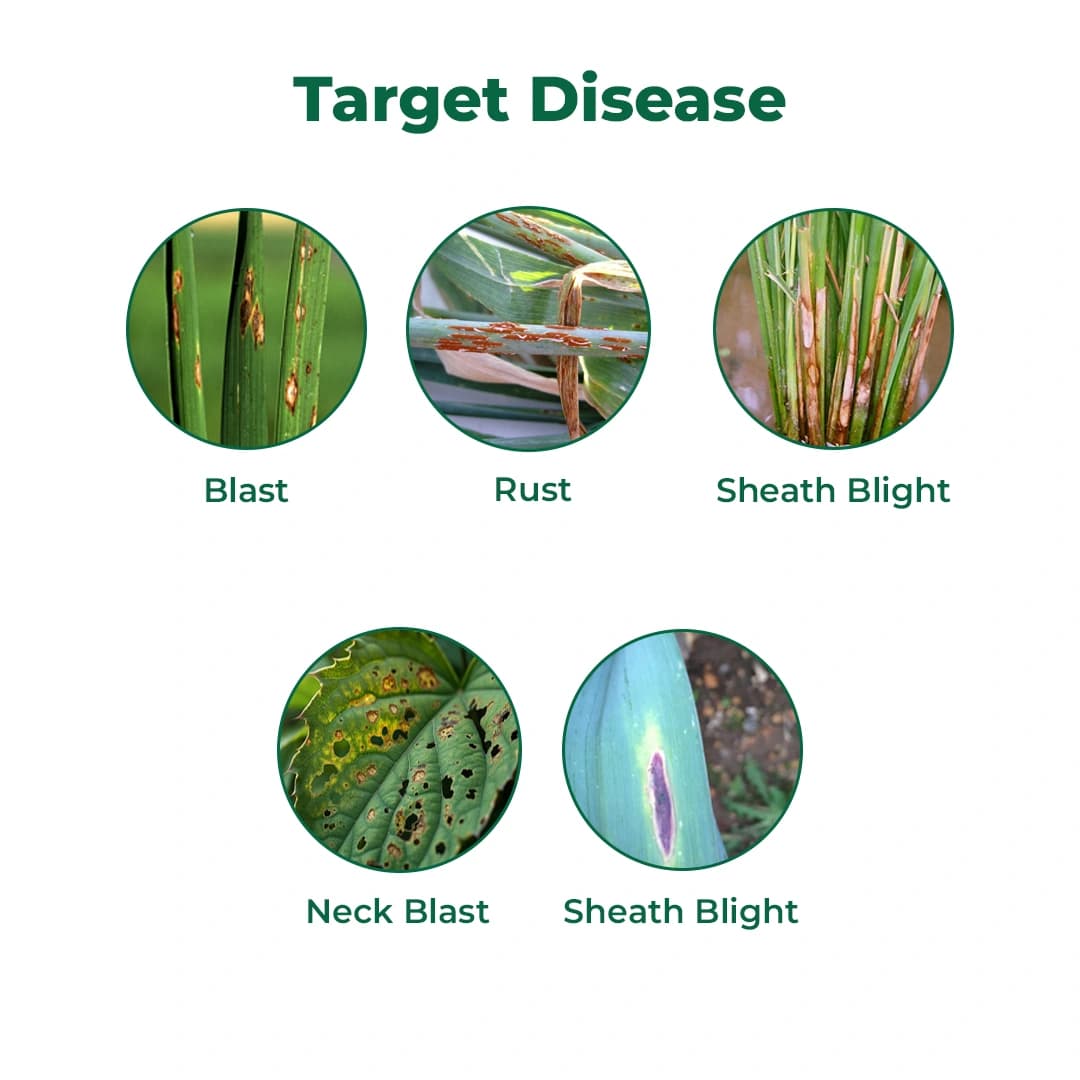 Bayer Folicur Tebuconazole 250 EC Systemic Broad Spectrum Triazole Fungicide. - Image 3