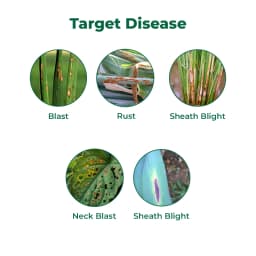 Bayer Folicur Tebuconazole 250 EC Systemic Broad Spectrum Triazole Fungicide. 3