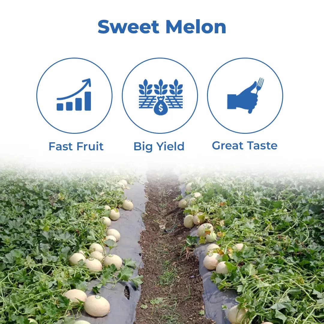 Advanta Guru Muskmelon Seeds - Kharbuja Seeds - Image 3