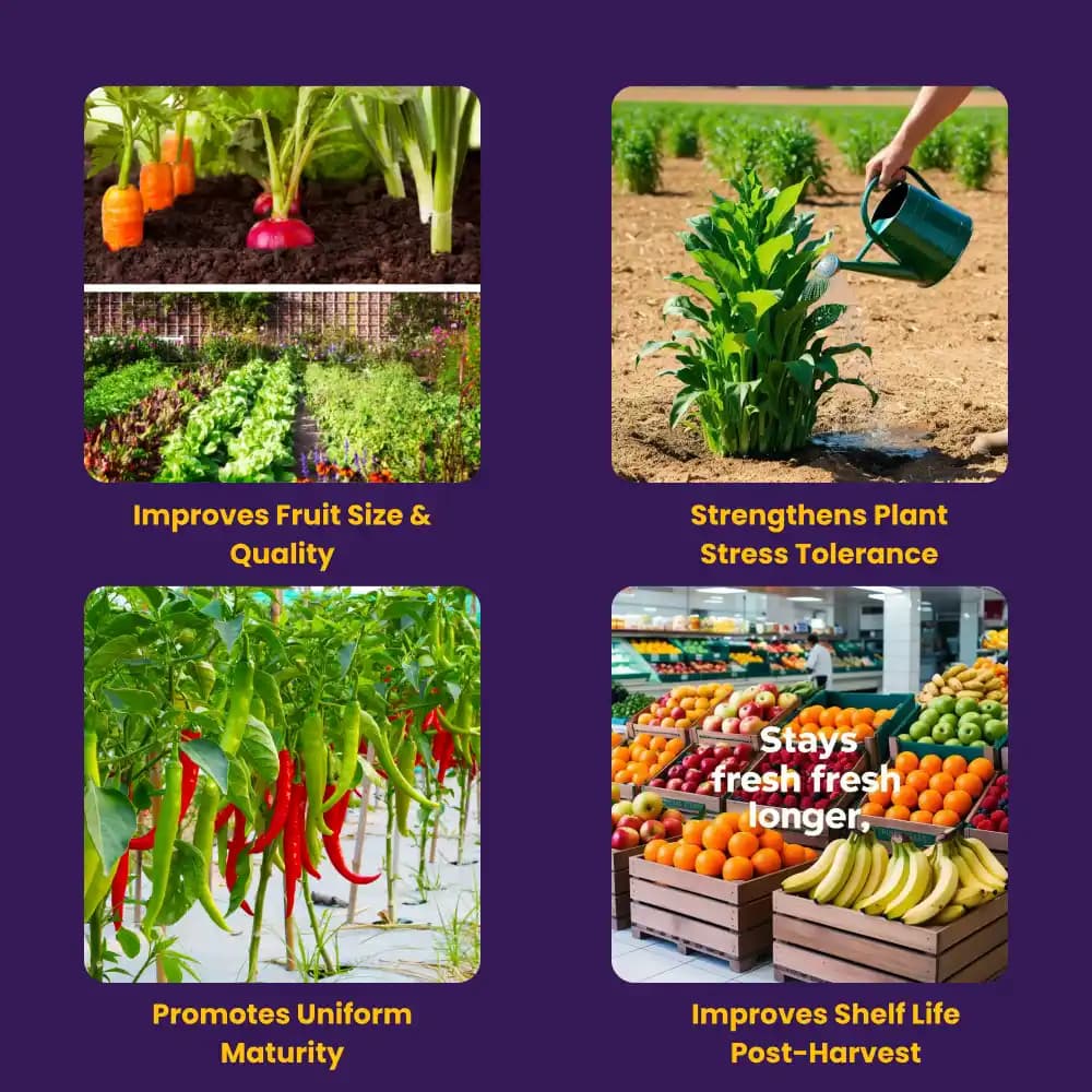 Utkarsh NOP 13:00:45 (Potassium Nitrate) KNO3 (100% Water Soluble Complex Fertilizer), Best for Drip Irrigation - Image 3