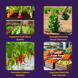 उत्कर्ष एनओपी 13:00:45 (पोटेशियम नाइट्रेट) केएनओ3 (100% पानी में घुलनशील समूह उर्वरक), बूंद से सिंचाई के लिए सर्वश्रेष्ठ 3