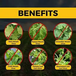 Katyayani Anti Virus Broad Spectrum Organic Virucide For All Viral Plant Diseases 5