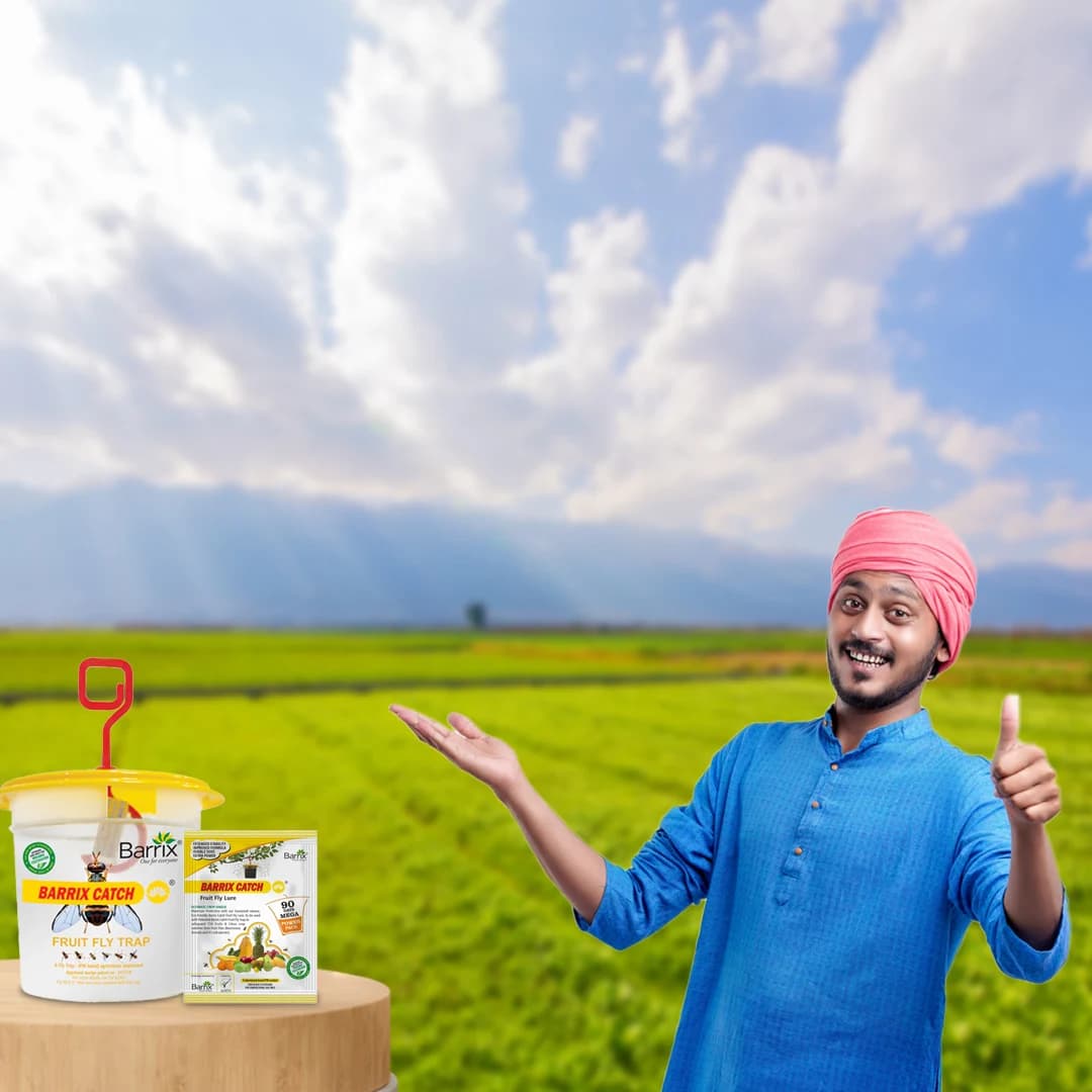 Barrix Catch Fruit Fly Trap Set , Pheromones Trap and Lure, Can Be Used For Fruit And Commercial Crops, Bactrocera dorsalis. - Image 5