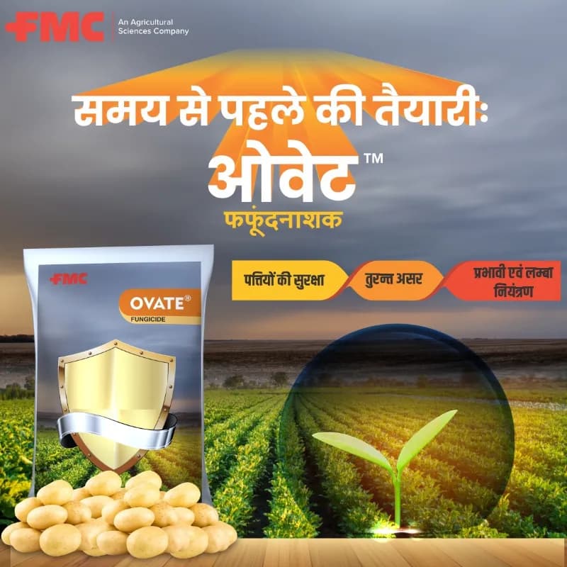 FMC OVATE Chlorothalonil 75% WP Contact Fungicide With Multisite Action - Image 2