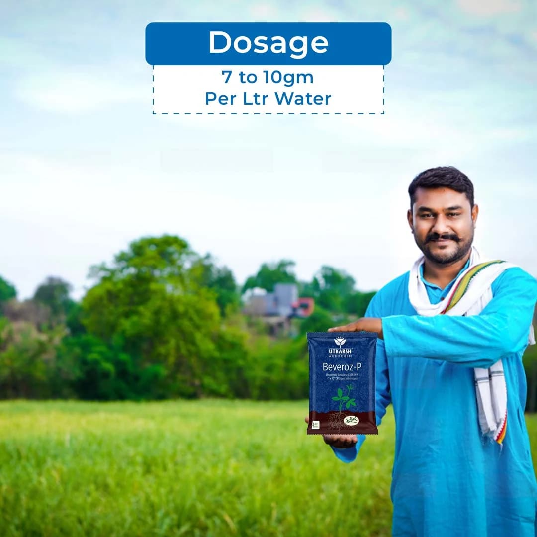 Utkarsh Beveroz-P (Beauveria Bassiana 1.15% W.P.) Bio Pesticides, It Provides Reliable Protection Against a Wide Range of Insect Pests - Image 5