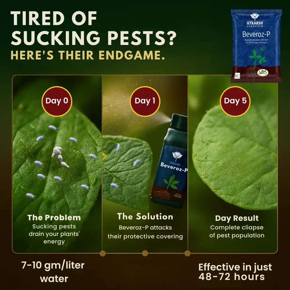 Utkarsh Beveroz-P (Beauveria Bassiana 1.15% W.P.) Bio Pesticides, It Provides Reliable Protection Against a Wide Range of Insect Pests - Image 8