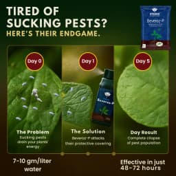 Utkarsh Beveroz-P (Beauveria Bassiana 1.15% W.P.) Bio Pesticides, It Provides Reliable Protection Against a Wide Range of Insect Pests 8