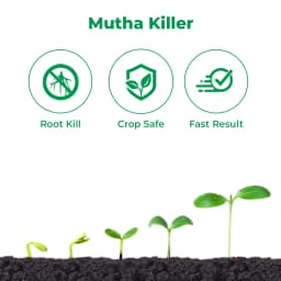 Dhanuka SEMPRA Halosulfuron Methyl 75% WG Herbicide, Post-Emergence, Cyperus Control In Crops 3