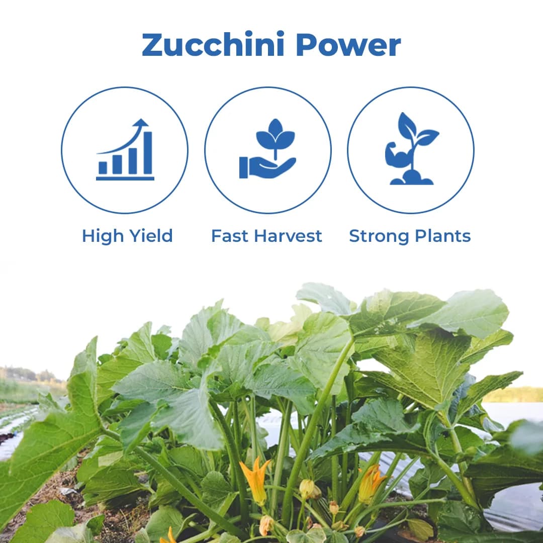 Tokai F1 Hybrid Zucchini Yellow Marvel, Bright Golden Color Variety, Excellent Flavour - Image 3