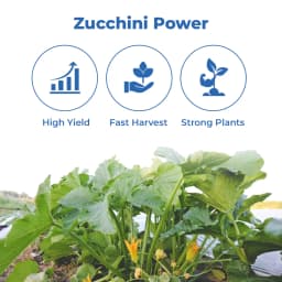 Tokai F1 Hybrid Zucchini Yellow Marvel, Bright Golden Color Variety, Excellent Flavour 3