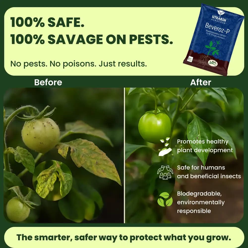 Utkarsh Beveroz-P (Beauveria Bassiana 1.15% W.P.) Bio Pesticides, It Provides Reliable Protection Against a Wide Range of Insect Pests - Image 10