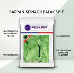 सरपन हाइब्रिड पालक के बीज एसपी 11, प्रचुर मात्रा में पत्ते, एक समान हरी कोमलता, चौड़ी पत्तियां। 1