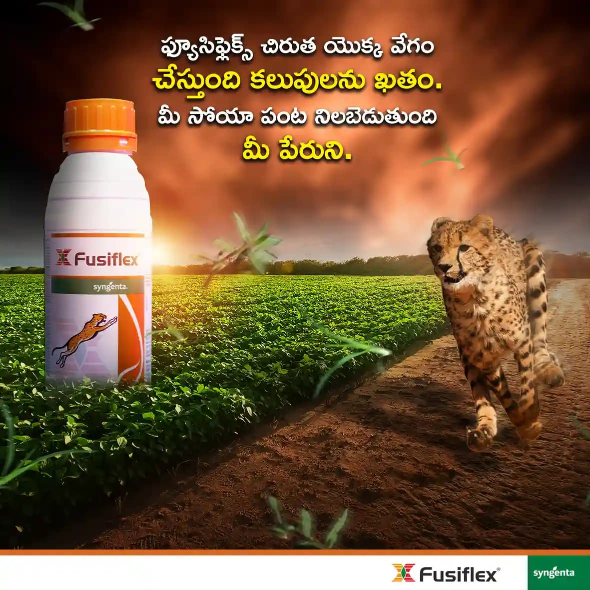 Syngenta Fusiflex Fomesafen 11.1 % + Fluazifop-p-butyl 11.1 % SL Herbicide, Effective Weed Control In Crop - Image 4