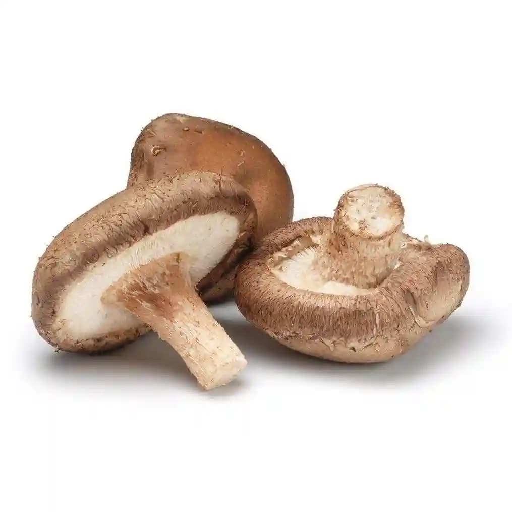 Shroomness Shiitake Mushroom Liquid Culture, 100% Clean, Concentrated, Active Mycelium Liquid Spawn.