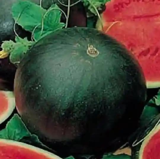 Jivit F1 Hybrid JS Red Round Sugar Baby Type Imported Watermelon Seeds, Early Medium Maturity - Image 3