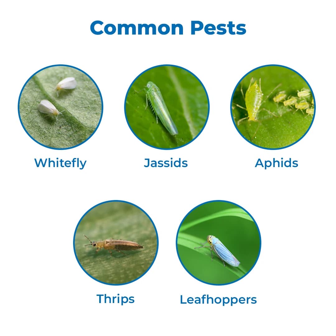 Best Agrolife Ronfen Insecticide - Image 3