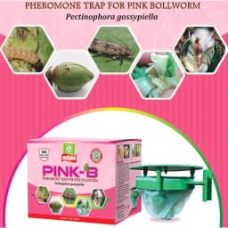 Multiplex Pink-B Pheromone Trap and Lure For Pink Bollworm Control In Cotton & Other Crops 2