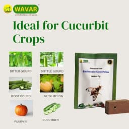 WAVAR Fruit Fly Trap with Bactrocera Cucurbitae Lure, Effective For Melon Fruit Fly Control In Cucurbit Crops 3