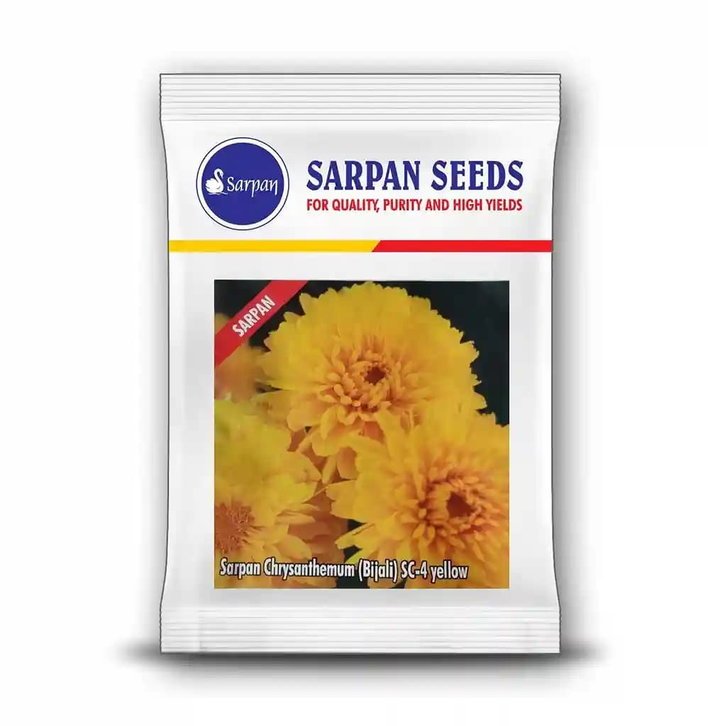 Sarpan Chrysanthemum Bijali SC-4 Yellow, Annual chrysanthemum, Good for Garland, Bedding and Potting - Image 1